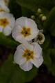 Primula Crescendo White IMG_9480 Pierwiosnek